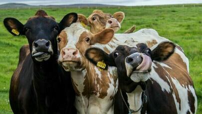 Daha qorxunc epidemiya gəlir: Bu dəfə inəklər insanları evə qapadacaq