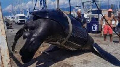 Çəkisi 300 kilo olan nəhəng tısbağa tapıldı - FOTO