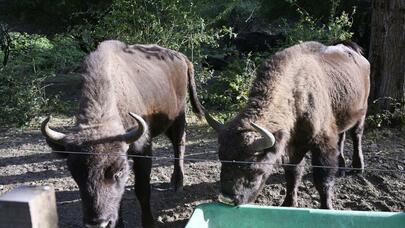 İsmayıllıda nadir heyvanlar vəhşi təbiətə buraxıldı - FOTO