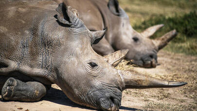 Dünyanın son iki ağ kərgədanı: Bu ölkədə qorunurlar - FOTO
