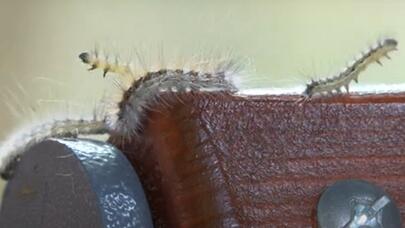 Bakıya tırtıl hücumu - VİDEO