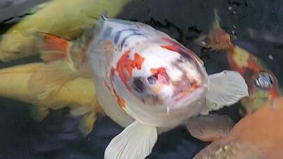 "İnsan simalı balıq" görənləri heyrətləndirir - FOTO