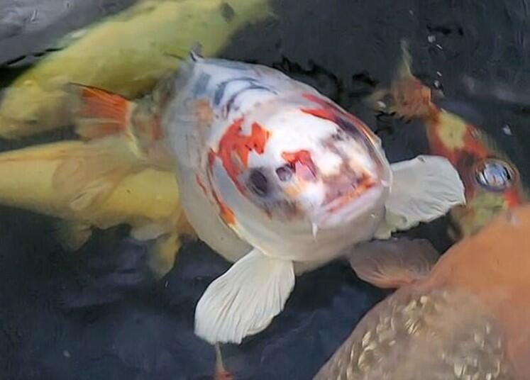 "İnsan simalı balıq" görənləri heyrətləndirir - FOTO