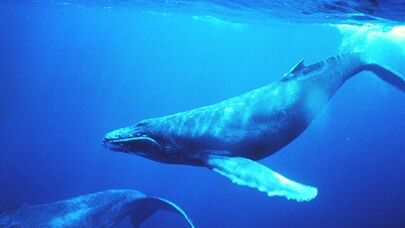 Balinalar gözləniləndən iki dəfə çox yaşayır