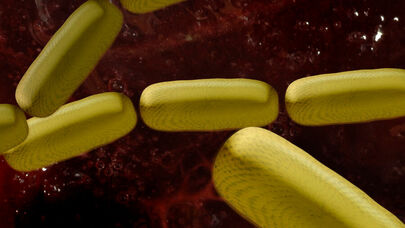 TİBBDƏ İNQİLAB: bağırsaq bakteriyalarından dərman hazırlandı - "Qapı zəngini çalmalıyıq"