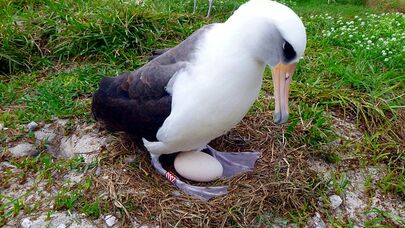 Dünyanın ən yaşlı quşu ana oldu - FOTO/VİDEO
