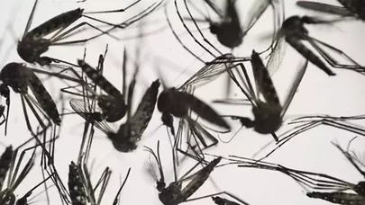 Ağcaqanadları öldür, pul qazan - Dang qızdırması ilə mübarizədə yeni üsul