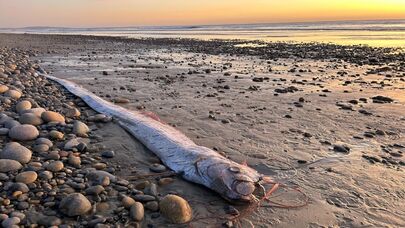 Dünya qorxu içində: "Qiyamət balığı" sahilə çıxdı - Təbii fəlakət gözlənilir 