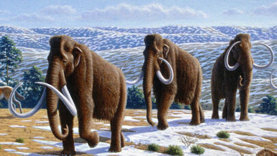 Mamontlar GERİ DÖNÜRLƏR - ABŞ onları diriltməyə hazırlaşır