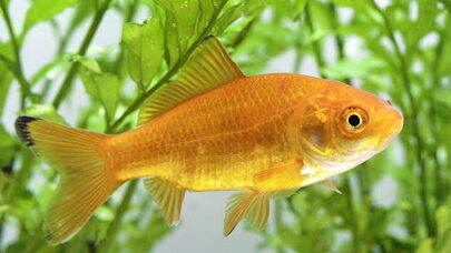 Nəhəng qızıl balıq alimləri ŞOKA  SALIR - Təbii düşmənlərin olmadığı şəraitdə...