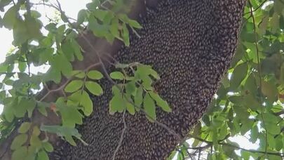 Arılar əvvəl öz aralarında dalaşdılar, sonra insanlara hücum çəkdilər -  FOTO/VİDEO