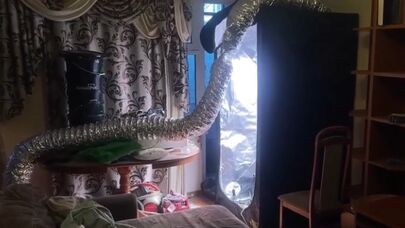 Narkotik yetişdirdiyi üçün həbs edilən reperin evindən görüntülər yayıldı - Video