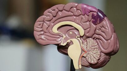 Beyni 10 yaş cavanlaşdıran üsul