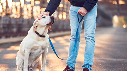 İt yaşlı sahibinin protez dişlərini oğurlayıb taxdı - FOTO