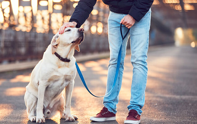 İt yaşlı sahibinin protez dişlərini oğurlayıb taxdı - FOTO