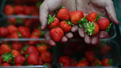 Azərbaycanda çiyələyə zəhərli maddələr qatılır? - Dəhşətli görüntülər yayıldı