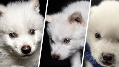 Nəsli kəsilmiş qorxunc heyvanı klonlaşdırıb həyata qaytardılar