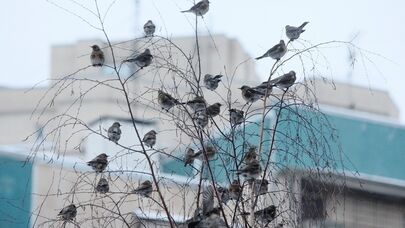 Quşlar da sərxoş olurmuş: Görün nə yeyirlər