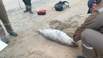 Xəzər sahilində 88 ölü suiti tapıldı - FOTO