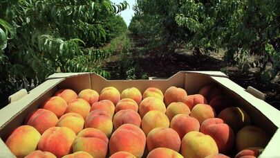 Rusiya üçün əsas şaftalı tədarükçüləri: Azərbaycan görün neçənci yerdədir