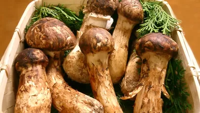 Bu göbələkləri yığanları 4 il həbs və 1 milyon cərimə gözləyir - FOTO