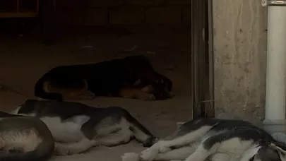 Sumqayıtda küçə itlərini kim öldürür? - Heyvansevərlərdən ŞİKAYƏT