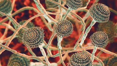 Ölümcül göbələk yayılacaq: milyonlarla insan təhlükədədir - QORXUNC XƏBƏRDARLIQ