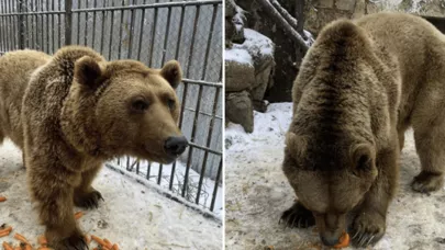 Azərbaycanda ayı çoxdur ki, ikisini də İngiltərəyə verdik? -  Səbəbi açıqlandı 