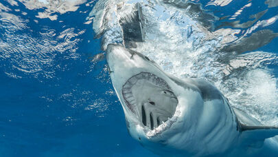 Köpək balığından qisas alan şəxs HƏBS EDİLDİ