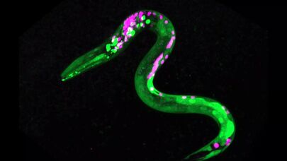 Gənc qalmağın sirri soxulcanlarda imiş - Yeni kəşf