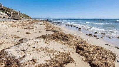 Bu ölkədən gəliblər: İspaniya sahillərini tutdular: Hər şeyi məhv edirlər