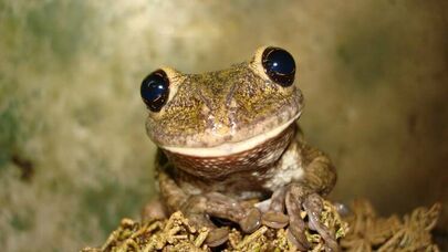 Qurbağanı diri-diri udmaqla müalicə olunmaq: Həqiqət, yoxsa mif? - VİDEO