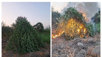 Sabirabadda 2 tondan çox çətənə bitkisi məhv edildi