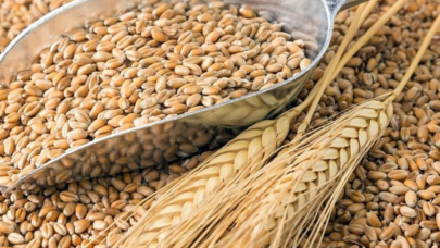 Buğda ehtiyatları məqsədli şəkildə artırılır: Səbəb nədir?
