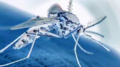 Ölümcül tropik virus Avropanı təhdid edir
