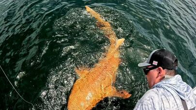 Narıncı köpəkbalığı görüntüləndi - İlk dəfə