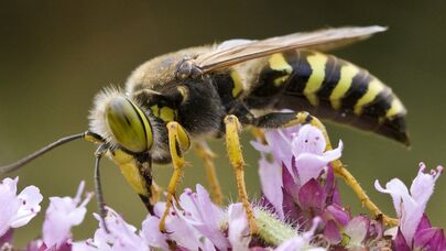 Eşşək arıları bu insanları daha çox sancır: Səbəbi açıqlandı