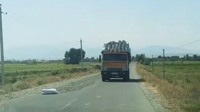 Avtomobil yoluna günəbaxan tumu səpən kişi məsuliyyətə cəlb edildi - Foto