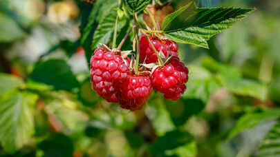 İlk dəfə mükəmməl moruq iyetişdirildi - Gələcəyin giləmeyvəsi necə olacaq?