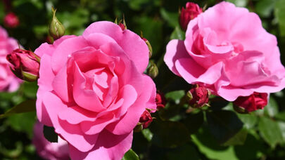Qızılgül ətrinin elə bir faydası üzə çıxdı ki...