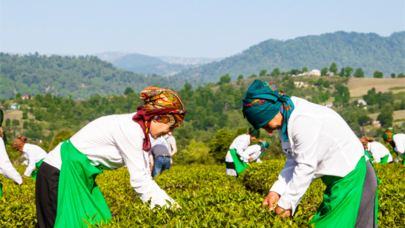 Azərbaycanın çay bazarında balans dəyişir: Xaricilər əkir, özləri də aparır