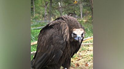 IDEA adı "Qırmızı Kitab"a düşmüş qara kərkəsi xilas etdi