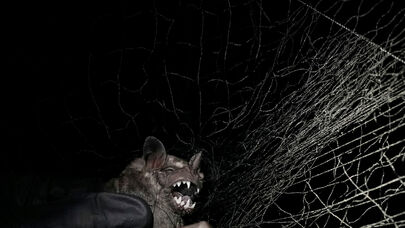 Yeni təhlükəli virus aşkarlandı - İnsanlara yoluxur?