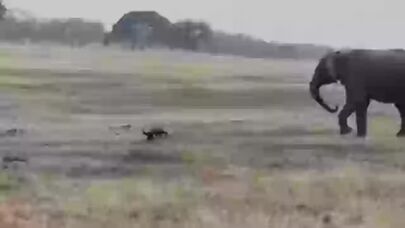 Bal porsuğu filə hücum etdi - Gülüş dolu VİDEO