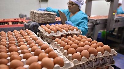 Yumurta böhranı gözlənilir: Səbəbi bəllidir