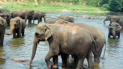 Blogerin çəhrayı rəngə boyadığı fil öldü: Sosial media ayağa qalxdı - FOTO