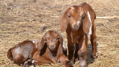 Çəpiş ətinə tələbat niyə artıb? - VİDEO