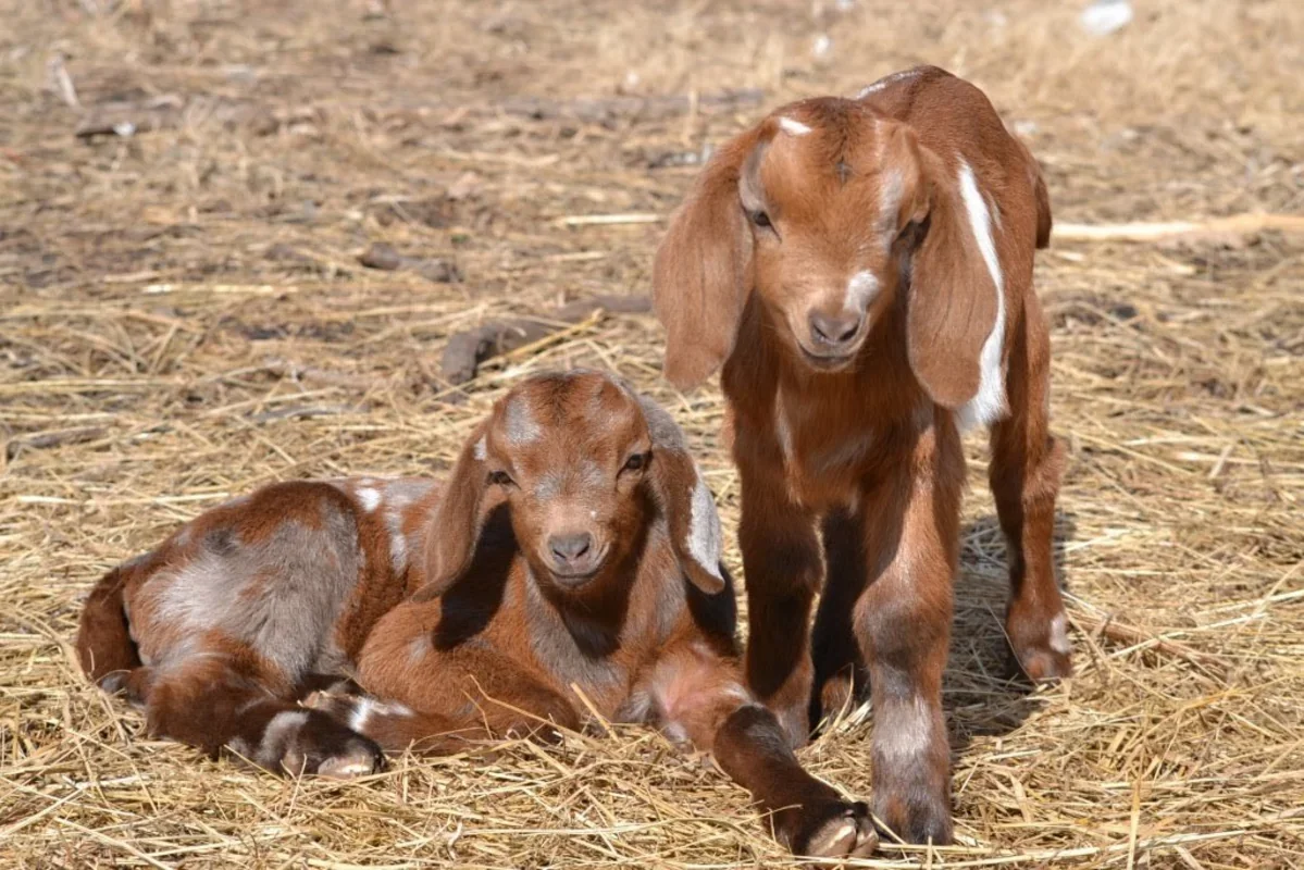 Çəpiş ətinə tələbat niyə artıb? - VİDEO