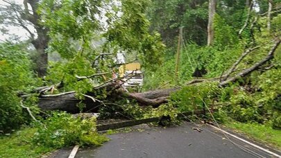 Paytaxtda ağac aşdı, yol bağlandı