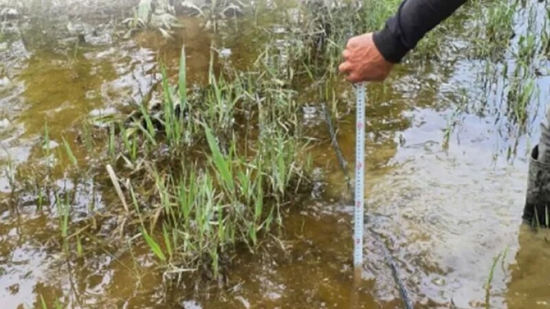 "Yağış bəhanə olmamalıdır!” - Fermerlərə mühüm mesajlar verildi